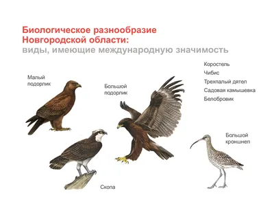 Птицы Новгородской области / Birds of Novgorod Oblast's Journal ·  iNaturalist