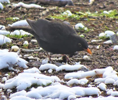 Птицы Новгородской области / Birds of Novgorod Oblast's Journal ·  iNaturalist