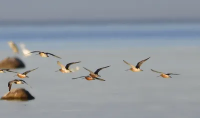 Птицы Новгородской области / Birds of Novgorod Oblast's Journal ·  iNaturalist