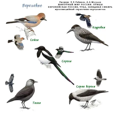 Птицы Омской области картинки и названия для детей