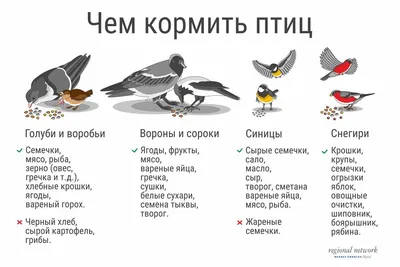 Что это за птица? Путеводитель по пернатым жителям Омской области - 16  марта 2019 - НГС55