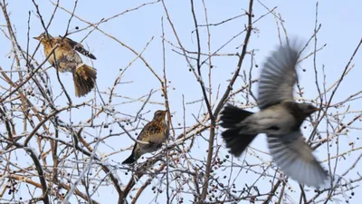 городские птицы | Wild Nature Photo