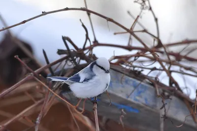 🦜 Семь по-настоящему ярких птиц Москвы и Подмосковья | Блог Плюса | Дзен