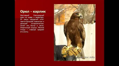 Не пилите «воробьиный» куст. Почему без птиц наши города опустеют? |  События | ОБЩЕСТВО | АиФ Нижний Новгород