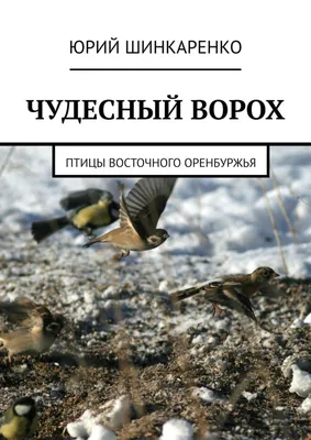 В Оренбургскую область прилетают стаи перелетных птиц : Урал56.Ру. Новости  Орска, Оренбурга и Оренбургской области.