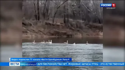 В Оренбургской области на отдых остановился кудрявый пеликан | Новости  Оренбурга