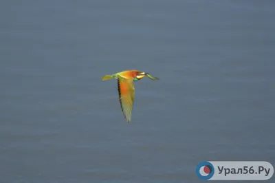 Птицы Оренбургской области · iNaturalist Canada