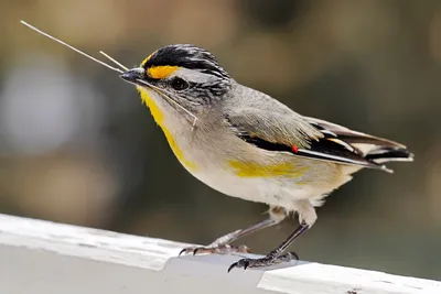 Горихвостка обыкновенная Phoenicurus phoenicurus Common Redstart