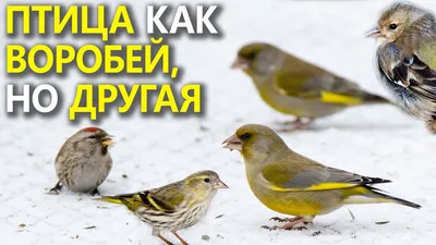 Дрозд обыкновенный или птица turdus viscivorus из отряда воробьиных. |  Премиум Фото