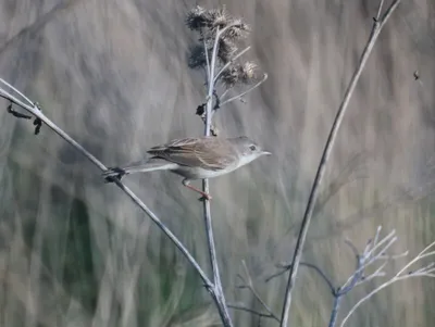 Вьюрок Frinilla montifringilla Brambling