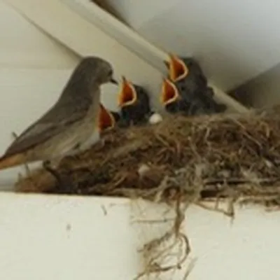 Дрозд обыкновенный или птица turdus viscivorus из отряда воробьиных. |  Премиум Фото