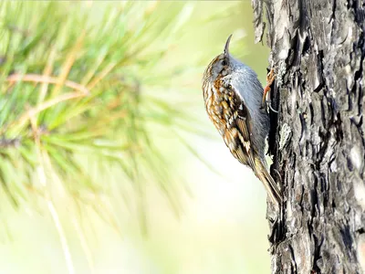 Дрозд обыкновенный или птица turdus viscivorus из отряда воробьиных. |  Премиум Фото