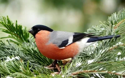 ФотоБлог Торгачкин Игорь Петрович © Igor Torgachkin: Горихвостка садовая /  Phoenicurus phoenicurus / Redstart