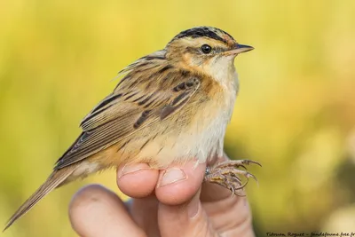 Вертлявая камышовка (Красная Книга - Птицы - Пензенской области) ·  iNaturalist