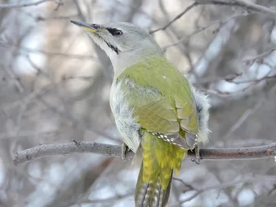 Седой дятел (Птицы Арбековского леса - Пензенской области) · iNaturalist