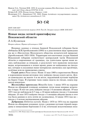 Жителям Пензенской области предложили пересчитать водоплавающих птиц, не  улетевших на юг - PenzaNews