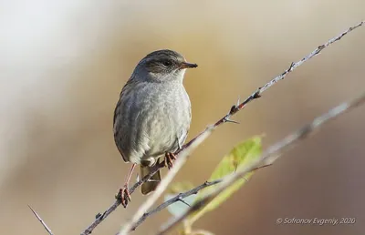 Лесная завирушка (Prunella modularis). Птицы Европейской России.