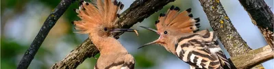 Птицы Верхнего Поволжья на фотографиях