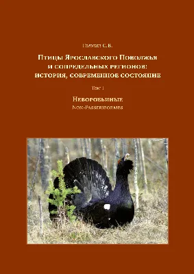 ястреб перепелятник, городские хищники | Wild Nature Photo