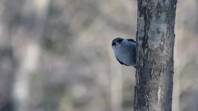 Японская жёлтая овсянка (Ocyris sulphuratus). Птицы Дальнего Востока России.