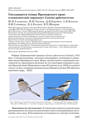 Гнездящиеся птицы Приморского края: бледный дрозд Turdus pallidus