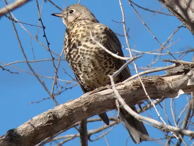 Птицы Псковской области » Деряба (Turdus viscivorus)