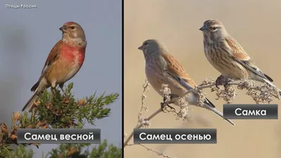 Гнездо Индийской Камышевки В Природе. Россия, Рязанская Область (Рязанская  Область), То Пронский Район. Nowomitschurinsk. Фотография, картинки,  изображения и сток-фотография без роялти. Image 66688222