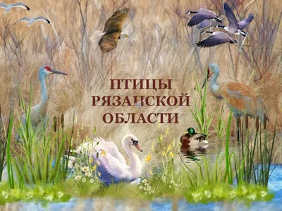 Птицы в красной книге рязанской области - картинки и фото poknok.art