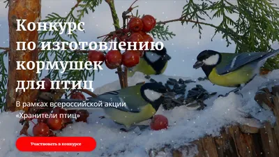 Около 45 видов птиц останутся на зимовку в Томской области | ОБЩЕСТВО | АиФ  Томск