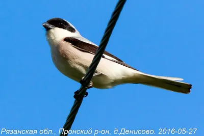 Рязанская область « Fotoparus