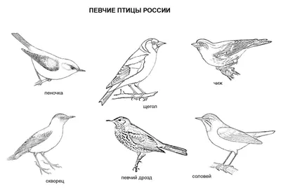 Раскраски наши птицы (45 фото) » Картинки, раскраски и трафареты для всех -  Klev.CLUB