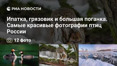 В Зимнее Время Жизнь Птиц В Городе Отличная Сиська На Снегу Ищет Еду В  Зимнем Парке Птицы России — стоковые фотографии и другие картинки Белый -  iStock