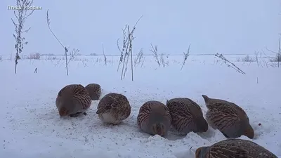 Птицы россии зимой фото фотографии