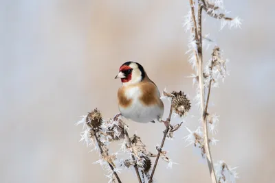 Сойка (Garrulus glandarius). Птицы Европейской России.