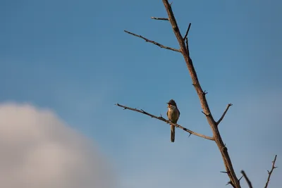 Обыкновенная горихвостка (Phoenicurus phoenicurus)