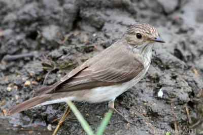 Зимородок обыкновенный (Alcedo atthis)