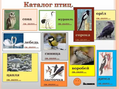 В Ростовской области еще одна организация просит помощи голодающим животным  » Ростовская область сегодня! Новости Ростова-на-Дону и региона