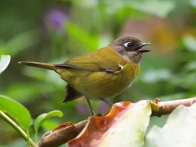 Вьюрковые (Fringillidae) - Воробьеобразные Passeriformes - Классификатор  птиц Таганрога и Неклиновского района - Птицы Ростовской обл.В основе-Птицы  Таганрога/Некл.р-на