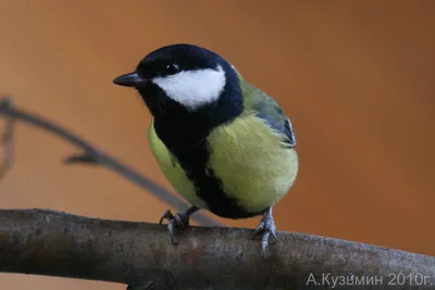 Вьюрковые (Fringillidae) - Воробьеобразные Passeriformes - Классификатор  птиц Таганрога и Неклиновского района - Птицы Ростовской обл.В основе-Птицы  Таганрога/Некл.р-на