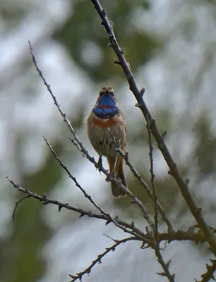 Синицевые (Paridae) - Воробьеобразные Passeriformes - Классификатор птиц  Таганрога и Неклиновского района - Птицы Ростовской обл.В основе-Птицы  Таганрога/Некл.р-на