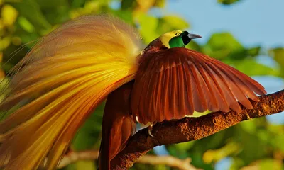 Вьюрковые (Fringillidae) - Воробьеобразные Passeriformes - Классификатор  птиц Таганрога и Неклиновского района - Птицы Ростовской обл.В основе-Птицы  Таганрога/Некл.р-на