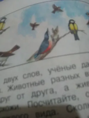 Что это за птица? Путеводитель по пернатым жителям Омской области - 16  марта 2019 - НГС55