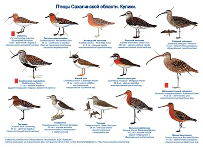 О чем поет пернатый хор? Спешите услышать: сахалинские певчие птицы  продолжат свои концерты лишь до конца июля! | 04.07.2022 | Южно-Сахалинск -  БезФормата