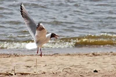 Сахалинский сверчок - eBird