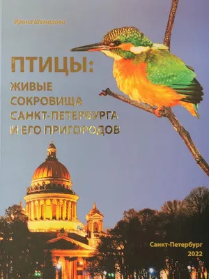 Знаете, как подкармливать птиц, которые остаются зимовать в Петербурге и  окрестностях? | Санкт-Петербург Центр