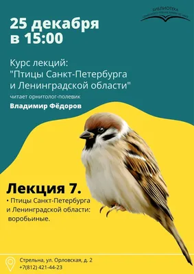 Птицы Санкт-Петербурга и окрестностей. Часть 1 | Взгляд на мир через  об'ектив | Дзен