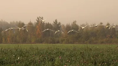 Где наблюдать за птицами в Санкт-Петербурге и Ленобласти