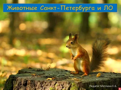 Птицы Новгородской области / Birds of Novgorod Oblast's Journal ·  iNaturalist