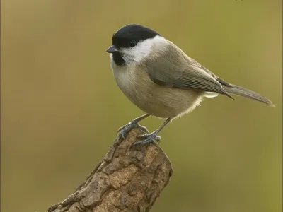 Passer domesticus — домашний воробей — вид воробьиных птиц семейства  воробьиных. | Премиум Фото