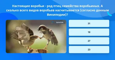 Сиалии — род воробьиных, семейства дроздовых (Turdidae). / живность ::  Bluebird :: птицы / смешные картинки и другие приколы: комиксы, гиф  анимация, видео, лучший интеллектуальный юмор.